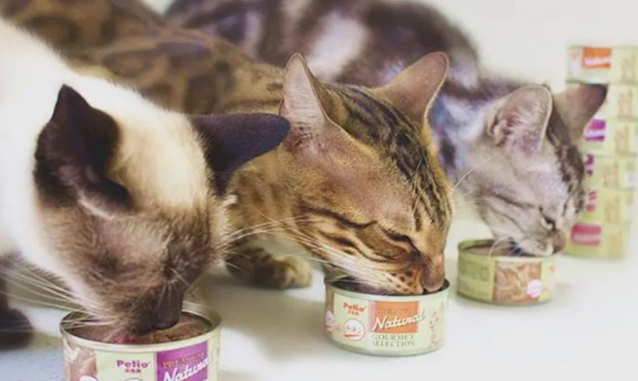 猫罐头直接给猫吃吗