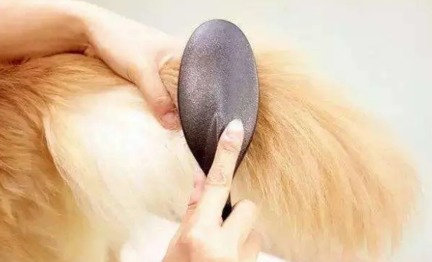 关于给狗洗澡,主人必须要掌握的六个知识点! 关于给狗洗澡,主人必须要掌握的六个知识点!
