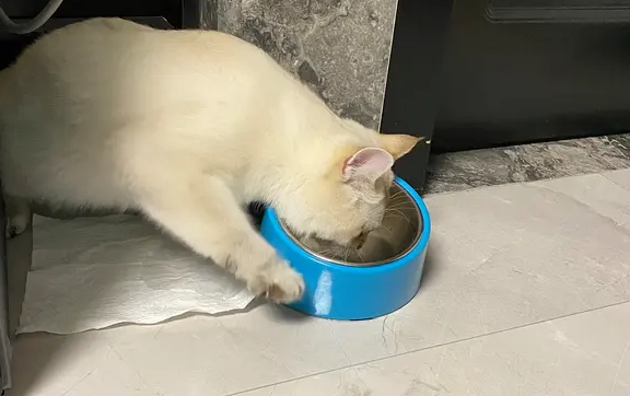 猫咪喝水前用爪子刨地,大概是这个原因 猫咪喝水前用爪子刨地,大概是这个原因