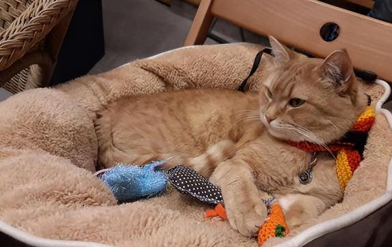 养猫一般从几个月开始养，来告诉你答案！