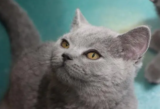 养宠经验：猫尿不出来吃利尿通