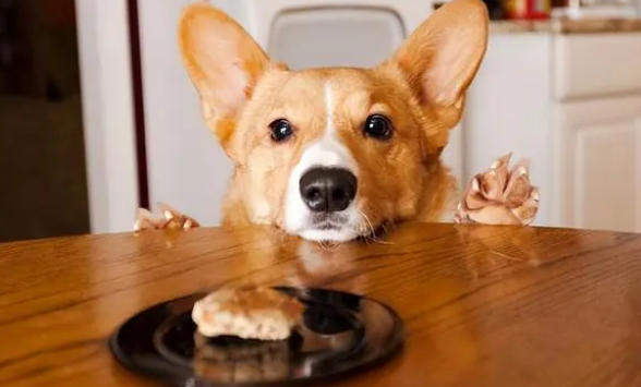 狗狗零食推荐