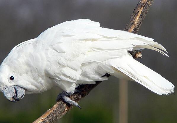 白鳳頭鸚鵡屬於保護動物麼?說了你別不信