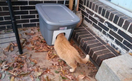 怎么给流浪猫搭窝 怎么给流浪猫搭窝