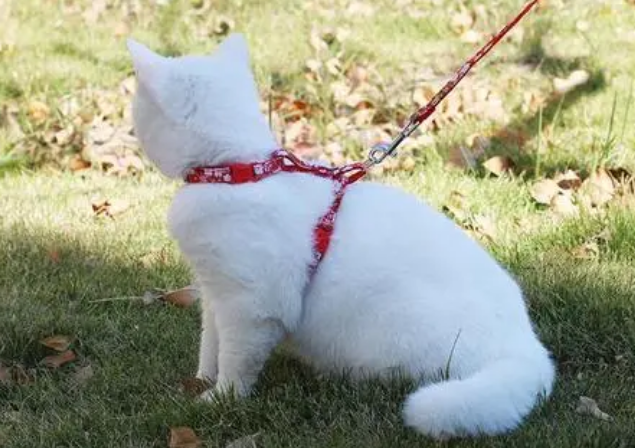 给猫带牵引绳好吗