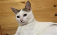 猫耳朵为什么有个豁口？来看这里！