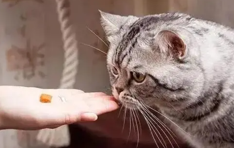 猫咪几个月开始吃鱼油？喂食方法很重要！