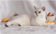 猫咪罐头哪个牌子好 猫咪罐头哪个牌子好