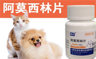 狗狗眼睛发炎吃什么消炎药最好