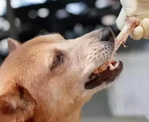 给你讲，狗被骨头扎到胃的表现有哪些？