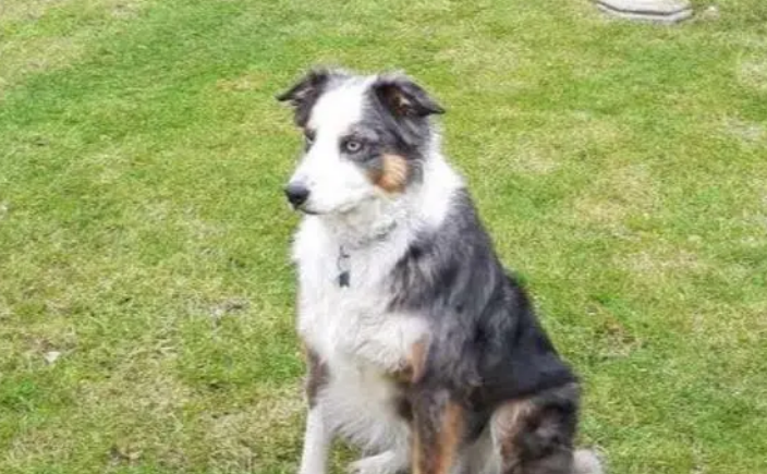 牧羊犬特别喜欢自己的玩具，看到玩具被洗后，反应太有趣