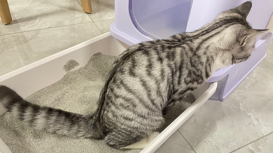 猫砂大概放多少