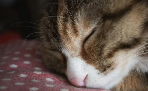 怎样让猫咪睡自己的窝 怎样让猫咪睡自己的窝