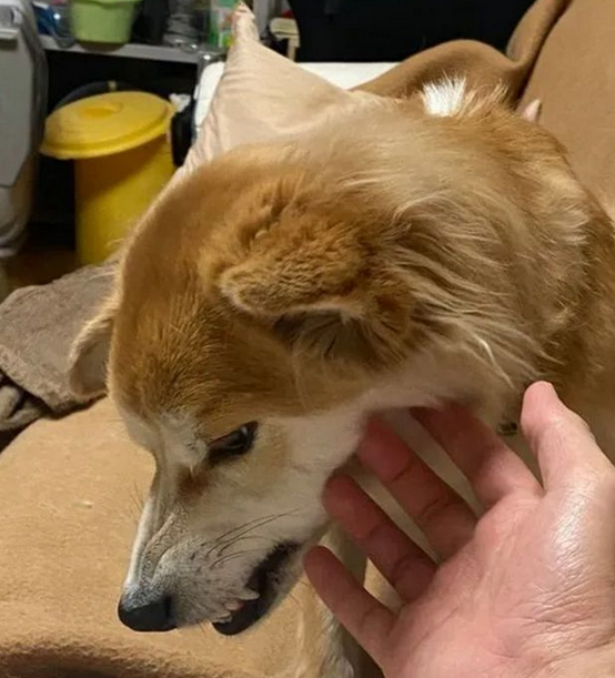 狗狗两次被遗弃,医生领养一年后,明白了原因 狗狗两次被遗弃,医生领养一年后,明白了原因