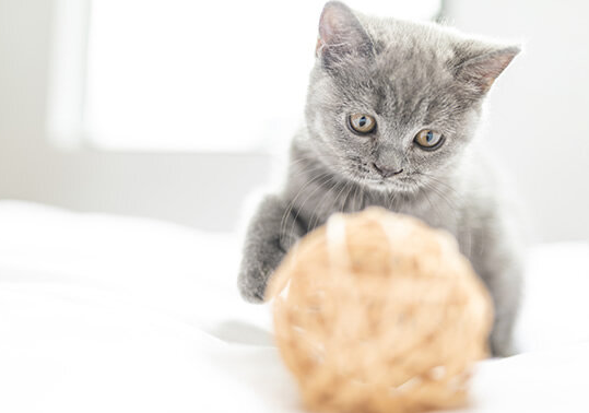 小猫咪的玩具有哪些品种 小猫咪的玩具有哪些品种