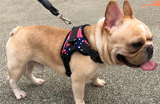 狗狗牵引绳怎么买