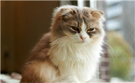 猫咪心情不好怎么办，看完赶紧哄TA！
