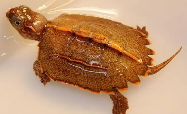 枫叶龟不开食怎么办?新手龟友看过来! 枫叶龟不开食怎么办?新手龟友看过来!