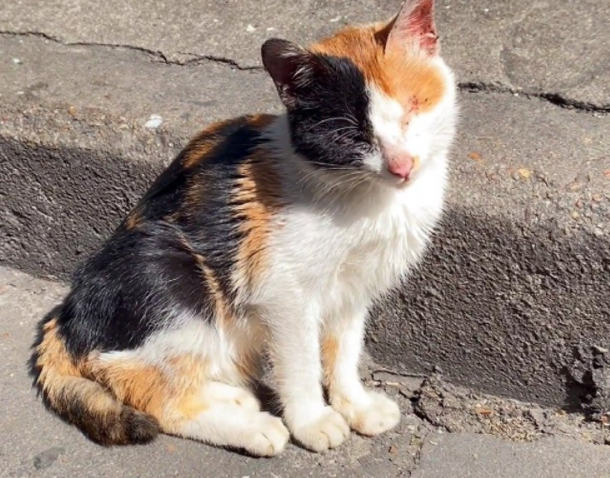 路边偶遇小猫,看清后才明白它活得有多艰难 路边偶遇小猫,看清后才明白它活得有多艰难