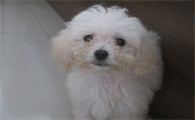 比熊犬能喝酸奶吗
