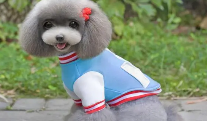宠物衣服哪里能进货吗 宠物衣服哪里能进货吗