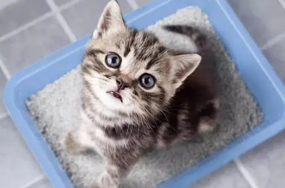 猫砂可以随意换品牌吗 猫砂可以随意换品牌吗