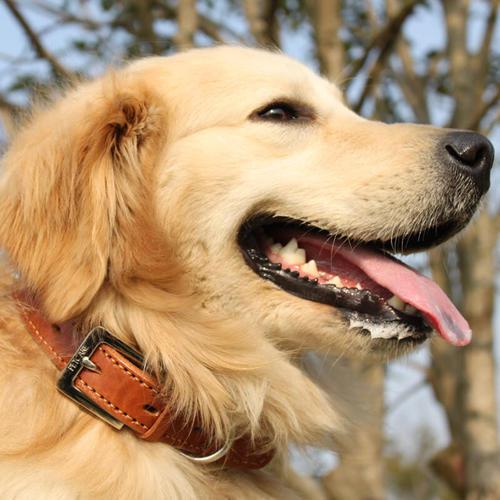 狗狗项圈哪种好