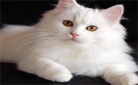 猫咪益生菌的正确吃法？益生菌的作用是什么？