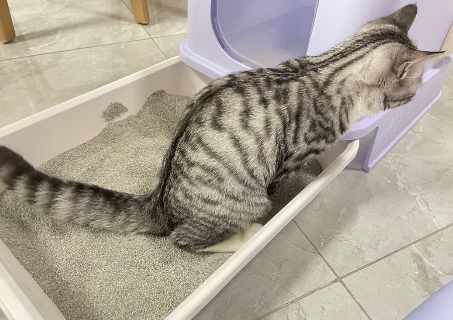 猫砂是用什么做成的