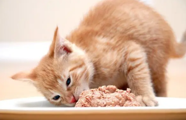 你知道什么样的猫罐头对猫咪更好吗? 你知道什么样的猫罐头对猫咪更好吗?