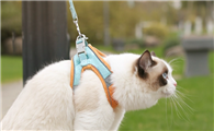 怎么带猫咪牵引绳