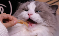 猫零食哪种好