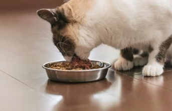 怎么让猫吃罐头