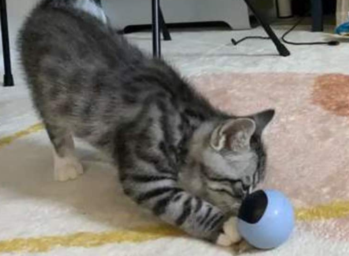 小奶猫喜欢玩什么玩具 小奶猫喜欢玩什么玩具