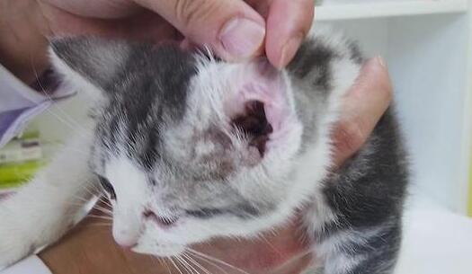 猫咪耳螨 猫咪耳螨