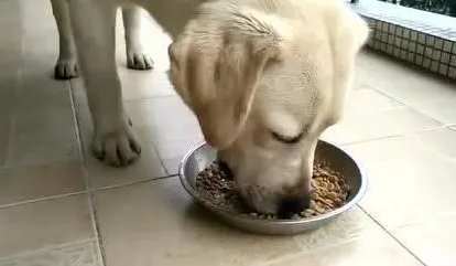 狗粮拉布拉多犬狗粮 狗粮拉布拉多犬狗粮
