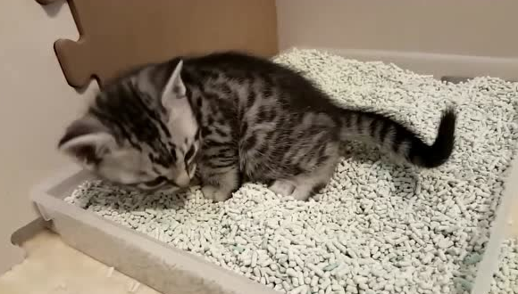 猫砂一个月要用多少钱 猫砂一个月要用多少钱