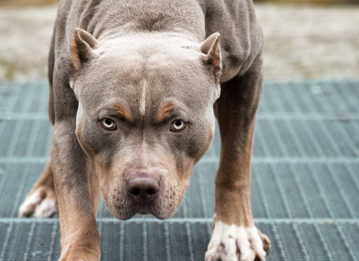 比特犬咬死藏獒