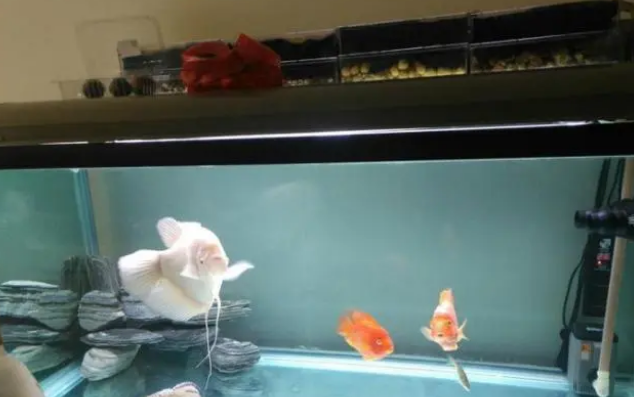 鱼缸无过滤无增氧能养观赏鱼吗?当然能,且不要被水族店表象误导 鱼缸无过滤无增氧能养观赏鱼吗?当然能,且不要被水族店表象误导