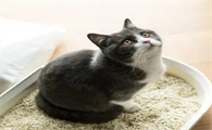 猫砂的选择是个大问题!不同种类的猫砂有什么区别吗