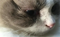 猫眼角发炎红肿怎么办？铲屎官一定要get！