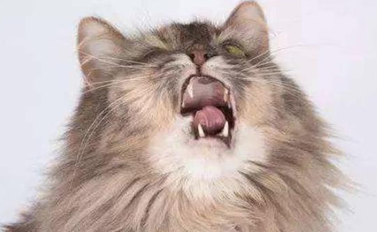 猫发出打喷嚏一样的声音,它这是怎么了? 猫发出打喷嚏一样的声音,它这是怎么了?