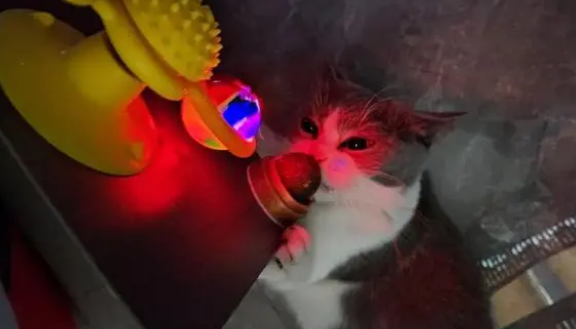 猫草和猫薄荷有什么区别? 猫草和猫薄荷有什么区别?