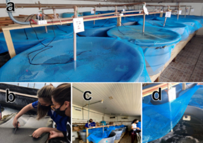 硝化菌对生物絮团养虾产量高有什么秘密? 硝化菌对生物絮团养虾产量高有什么秘密?