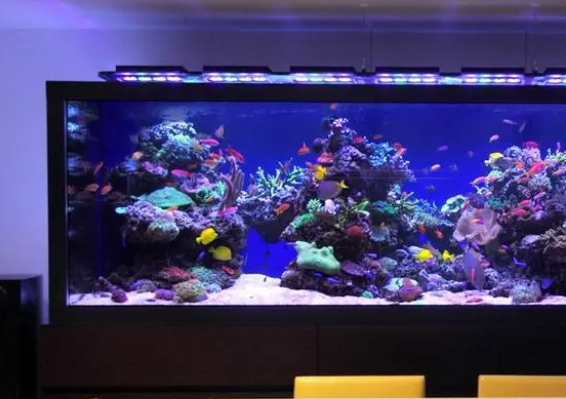 鱼缸水变浑浊?鱼缸怎样保持水质? 鱼缸水变浑浊?鱼缸怎样保持水质?