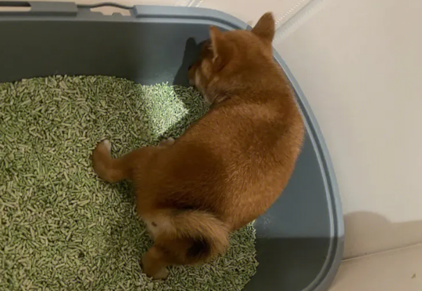 猫砂多长时间换一次比较好