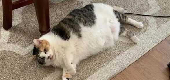 猫咪肚子有硬块是什么导致的?铲屎官速来了解! 猫咪肚子有硬块是什么导致的?铲屎官速来了解!