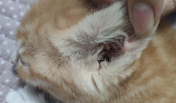 猫咪为什么得耳螨 猫咪为什么得耳螨