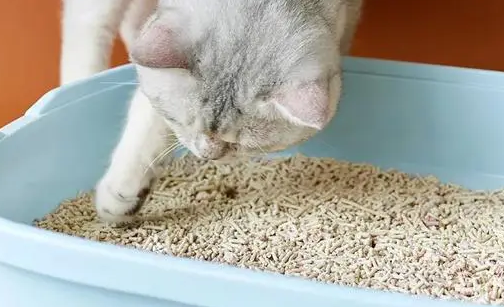 猫砂有味道吗 猫砂有味道吗