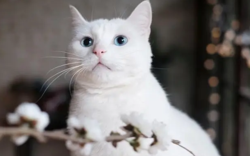 知名养猫咪的博主